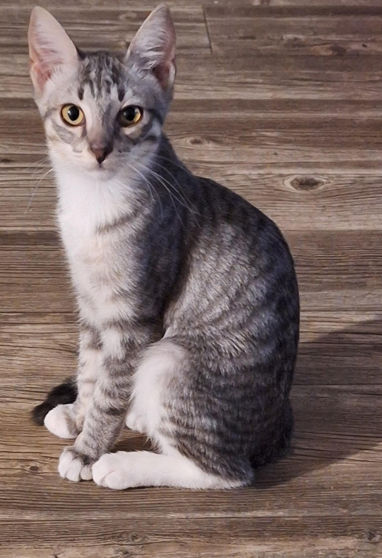 Enlarge Raya, a Adoptable Domestic Short Hair in Tucson, AZ image 1/4