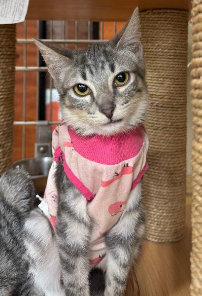 Enlarge Raya, a Adoptable Domestic Short Hair in Tucson, AZ image 2/4