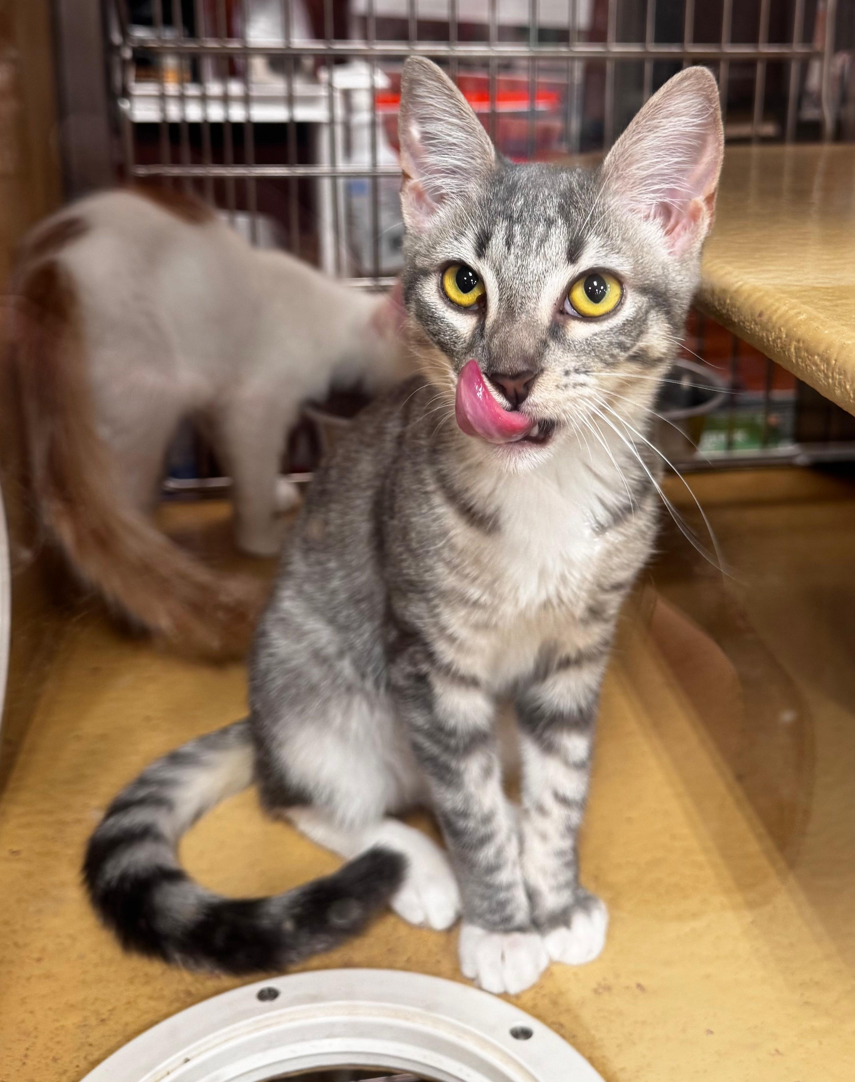 Enlarge Raya, a Adoptable Domestic Short Hair in Tucson, AZ image 3/4