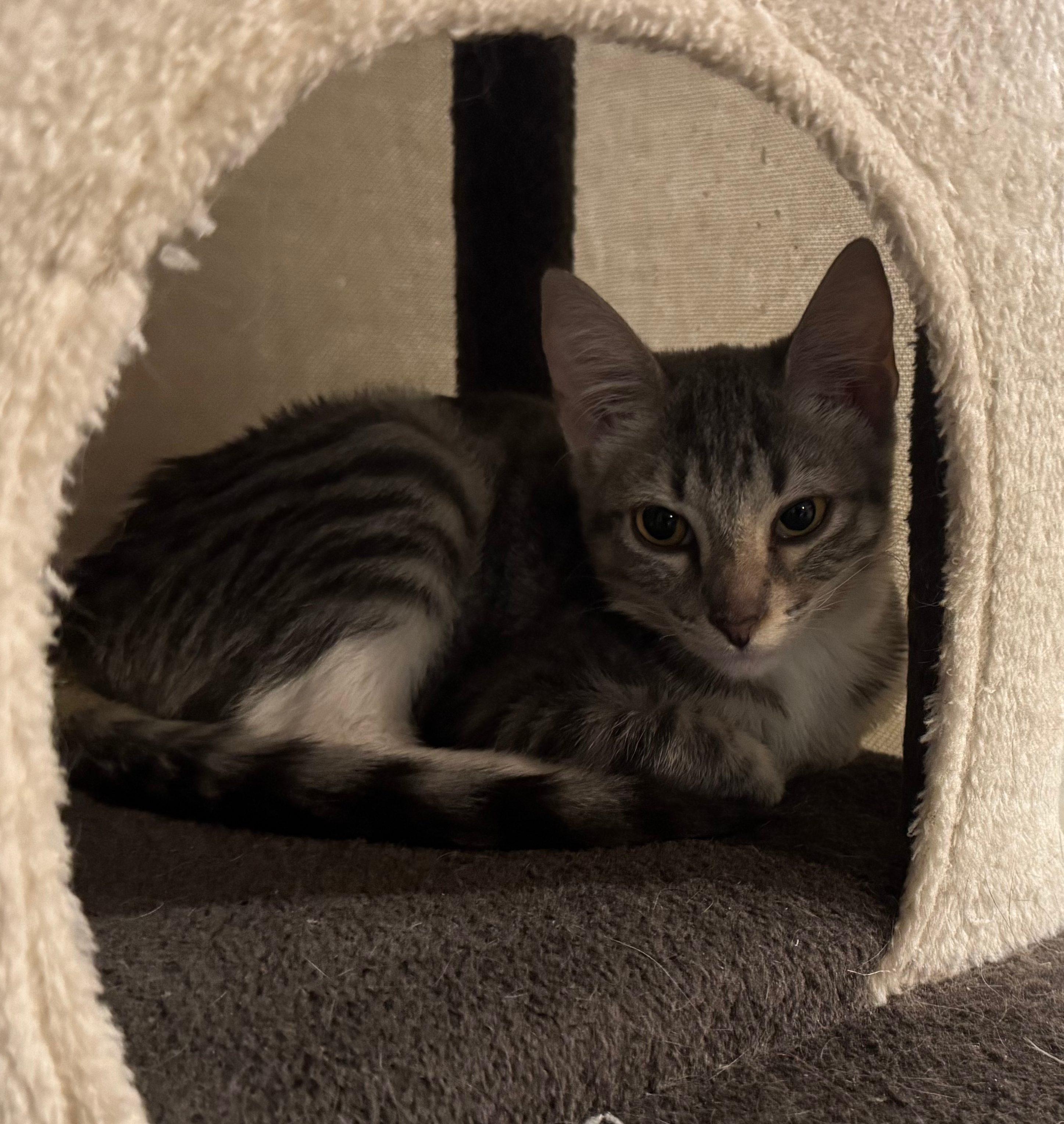 Enlarge Raya, a Adoptable Domestic Short Hair in Tucson, AZ image 4/4