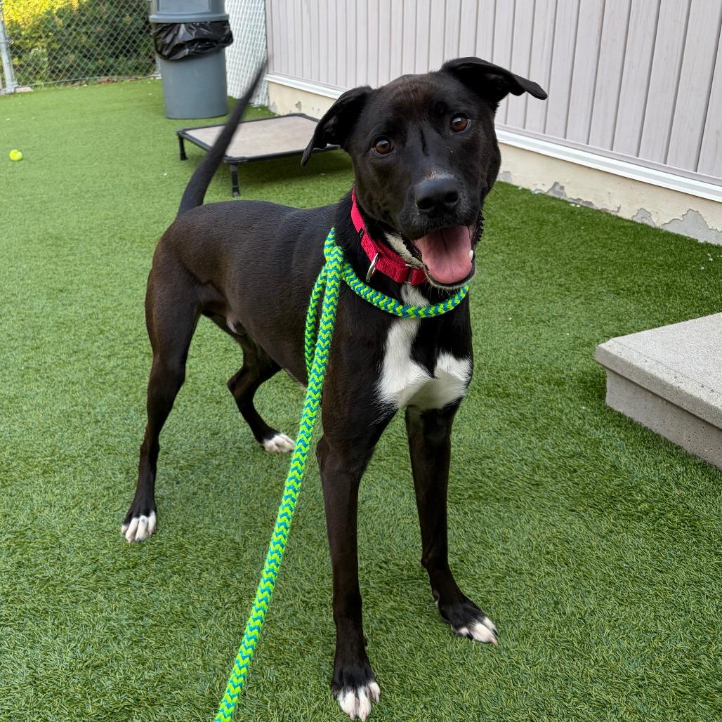 Enlarge Ace (fka Jax), a Adoptable Mixed Breed in Bedford, NH image 1/6