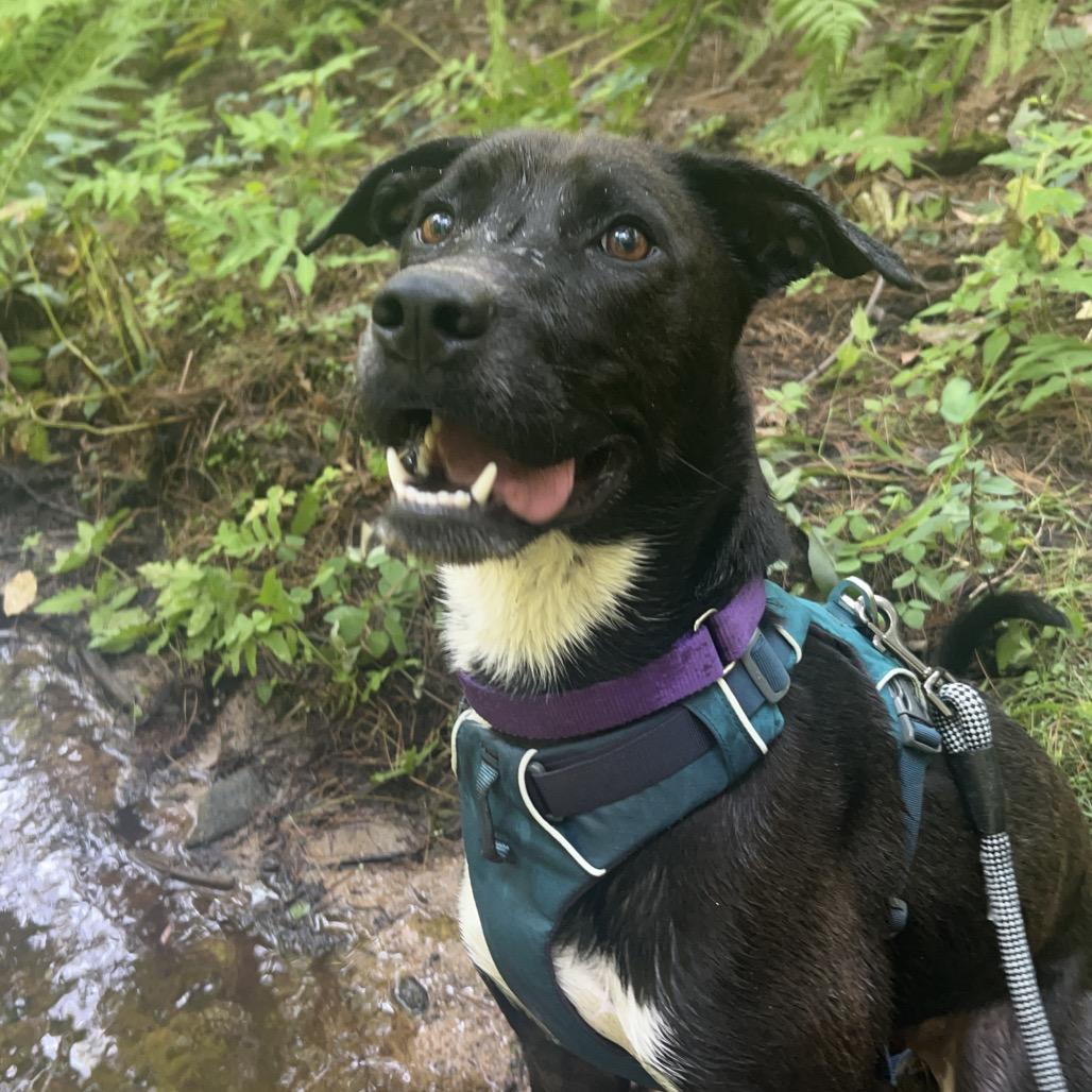 Enlarge Ace (fka Jax), a Adoptable Mixed Breed in Bedford, NH image 2/6