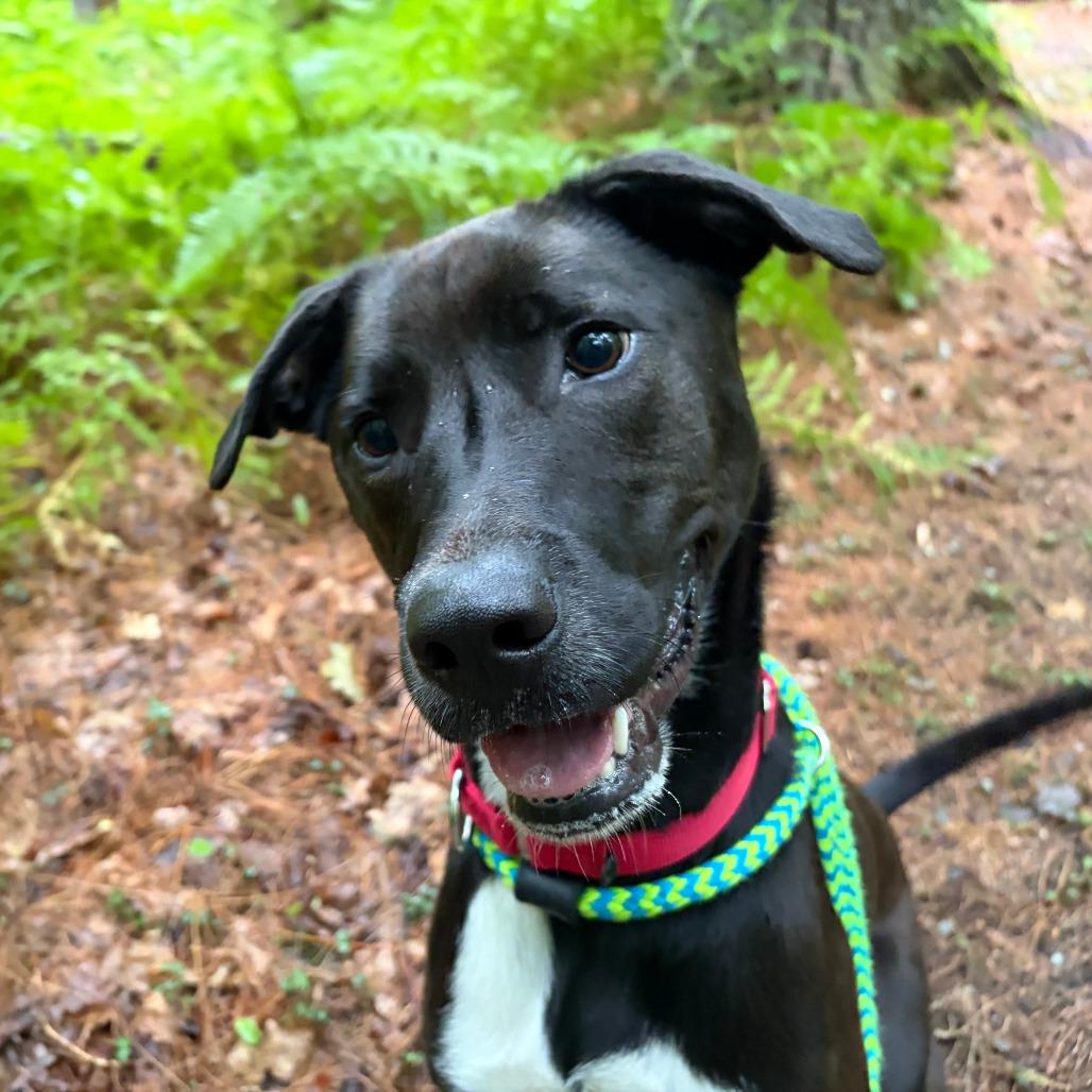 Enlarge Ace (fka Jax), a Adoptable Mixed Breed in Bedford, NH image 3/6