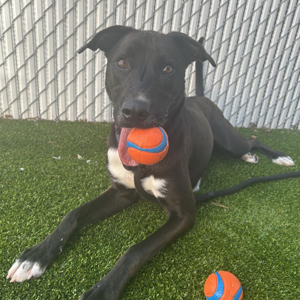 Enlarge Ace (fka Jax), a Adoptable Mixed Breed in Bedford, NH image 4/6