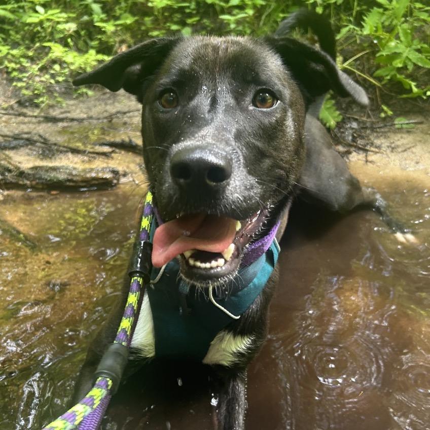 Enlarge Ace (fka Jax), a Adoptable Mixed Breed in Bedford, NH image 5/6