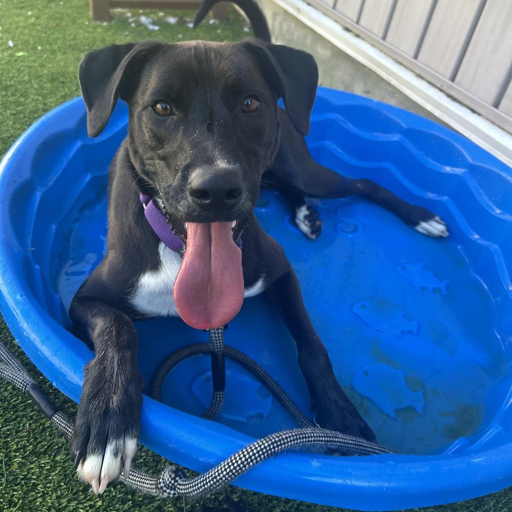 Enlarge Ace (fka Jax), a Adoptable Mixed Breed in Bedford, NH image 6/6