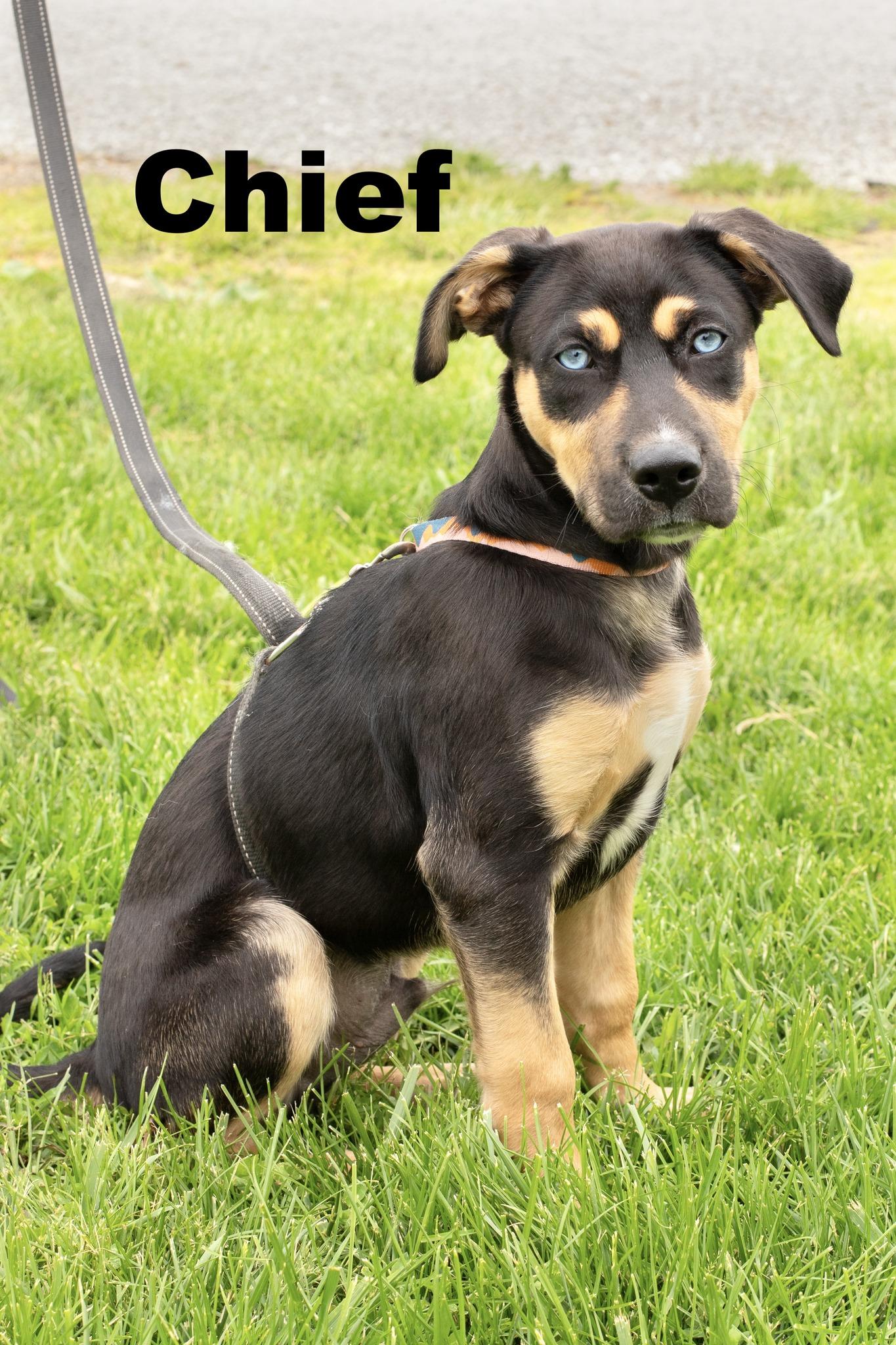Chief, adopted, Young Male Mixed Breed.