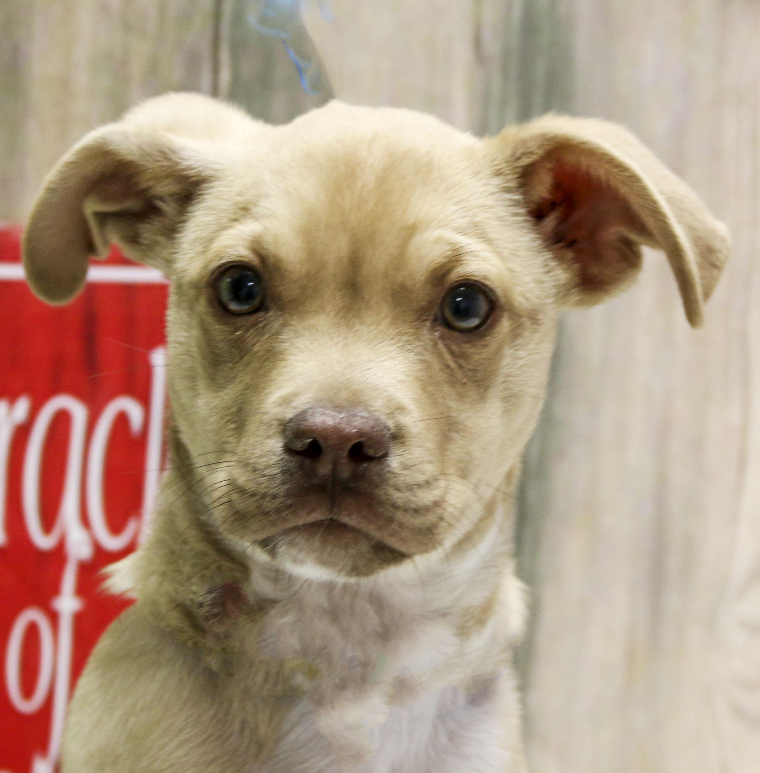 Zeus, an adopted Mixed Breed in Casa Grande, AZ image 2/3