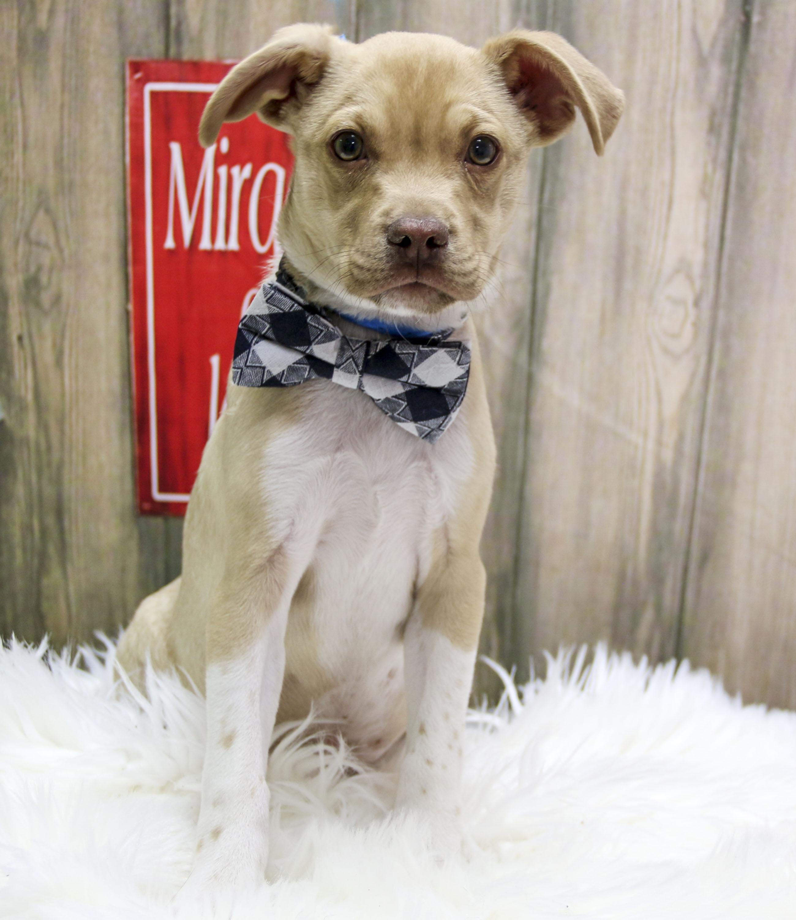 Zeus, an adopted Mixed Breed in Casa Grande, AZ image 1/3