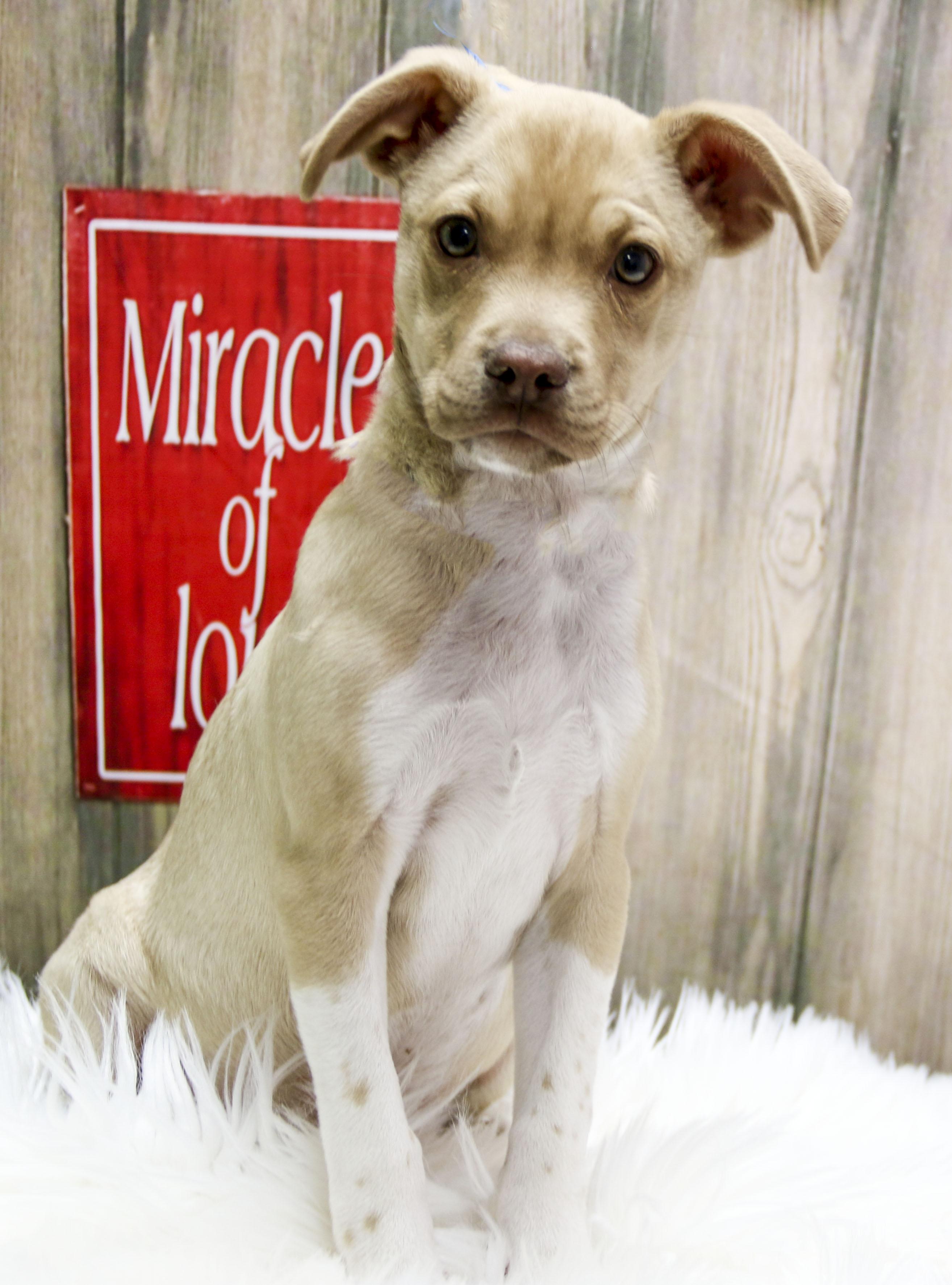 Zeus, an adopted Mixed Breed in Casa Grande, AZ image 3/3