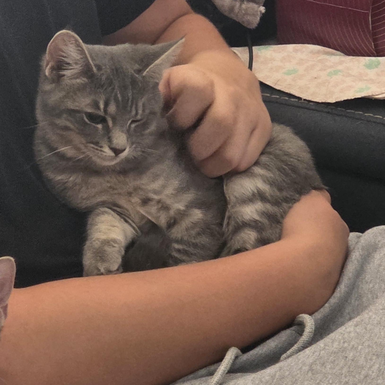 Enlarge Marilyn, a Adoptable Domestic Short Hair in Litchfield Park, AZ image 6/6