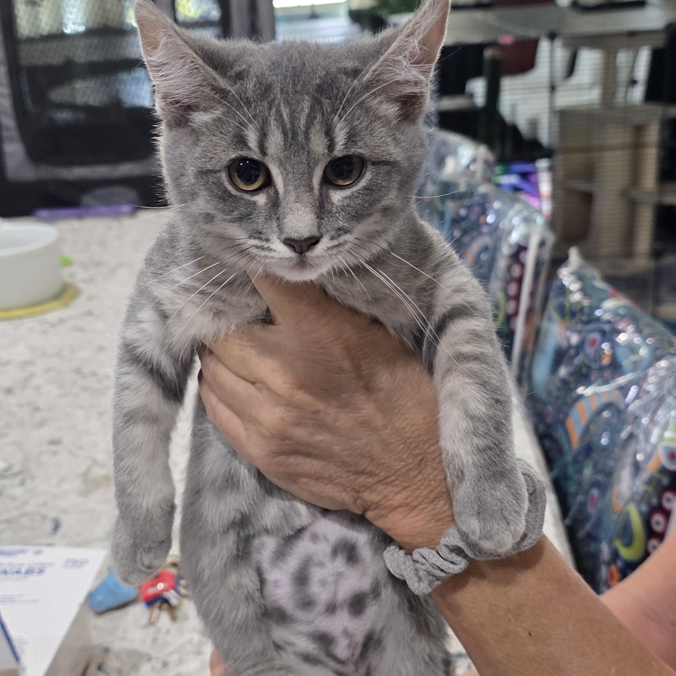 Enlarge Marilyn, a Adoptable Domestic Short Hair in Litchfield Park, AZ image 3/6