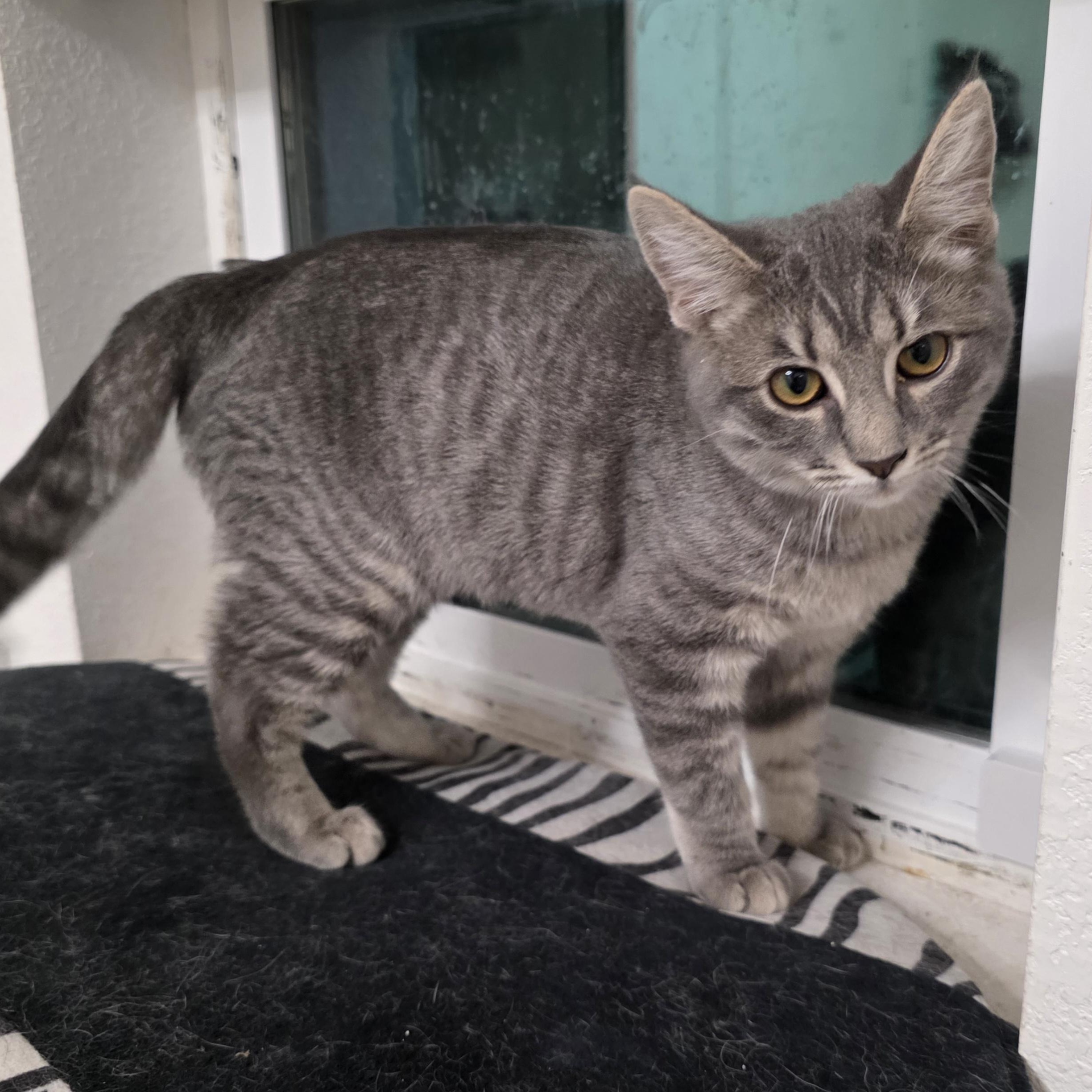 Enlarge Marilyn, a Adoptable Domestic Short Hair in Litchfield Park, AZ image 2/6
