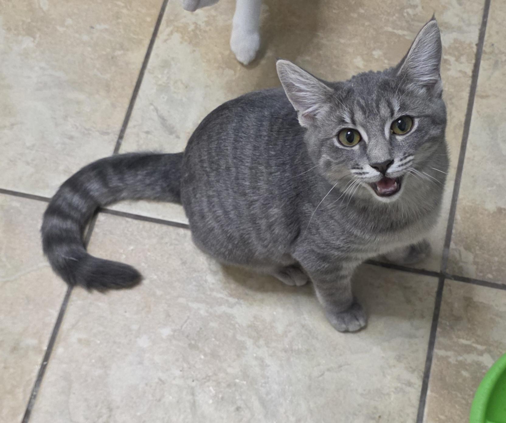 Enlarge Marilyn, a Adoptable Domestic Short Hair in Litchfield Park, AZ image 5/6