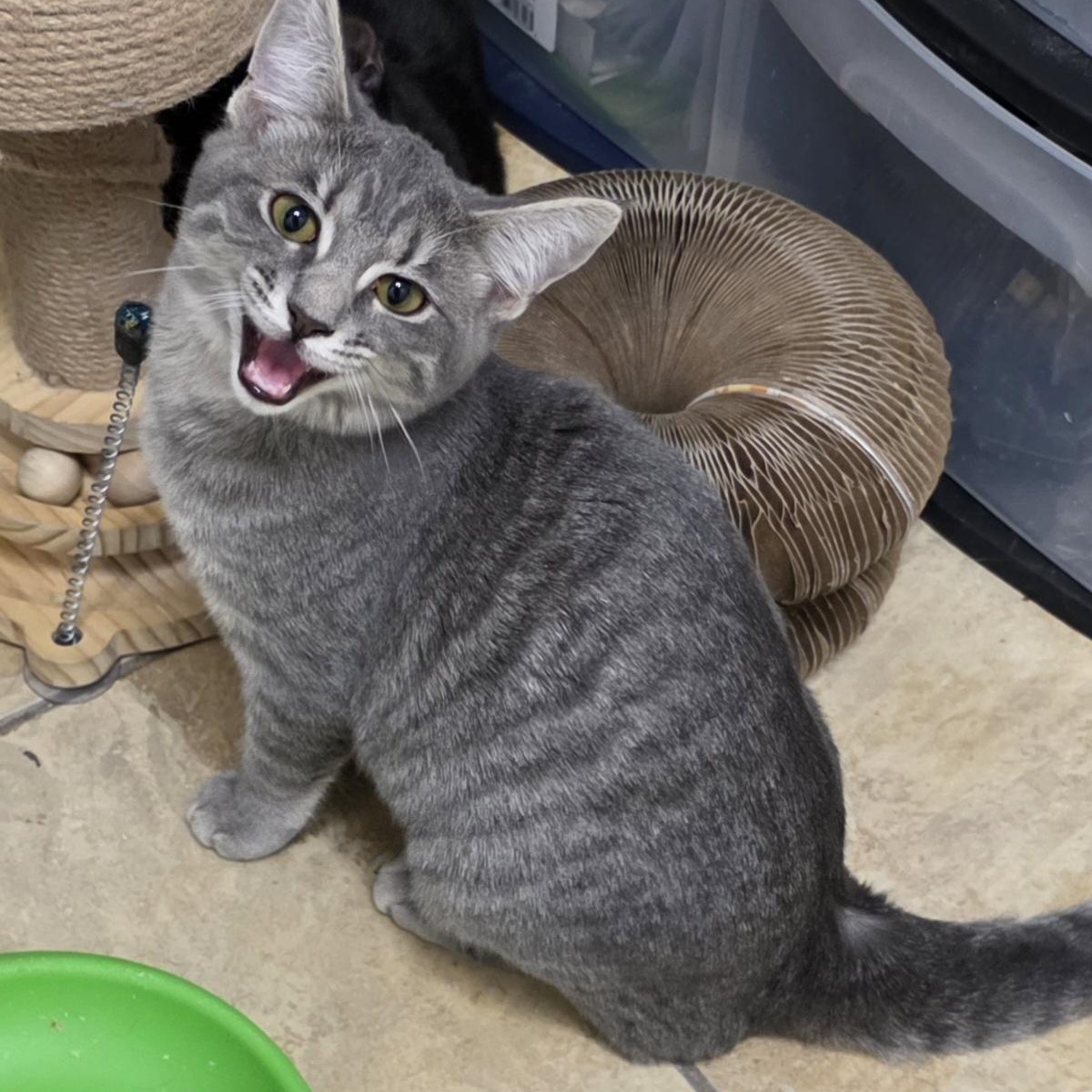 Enlarge Marilyn, a Adoptable Domestic Short Hair in Litchfield Park, AZ image 1/6