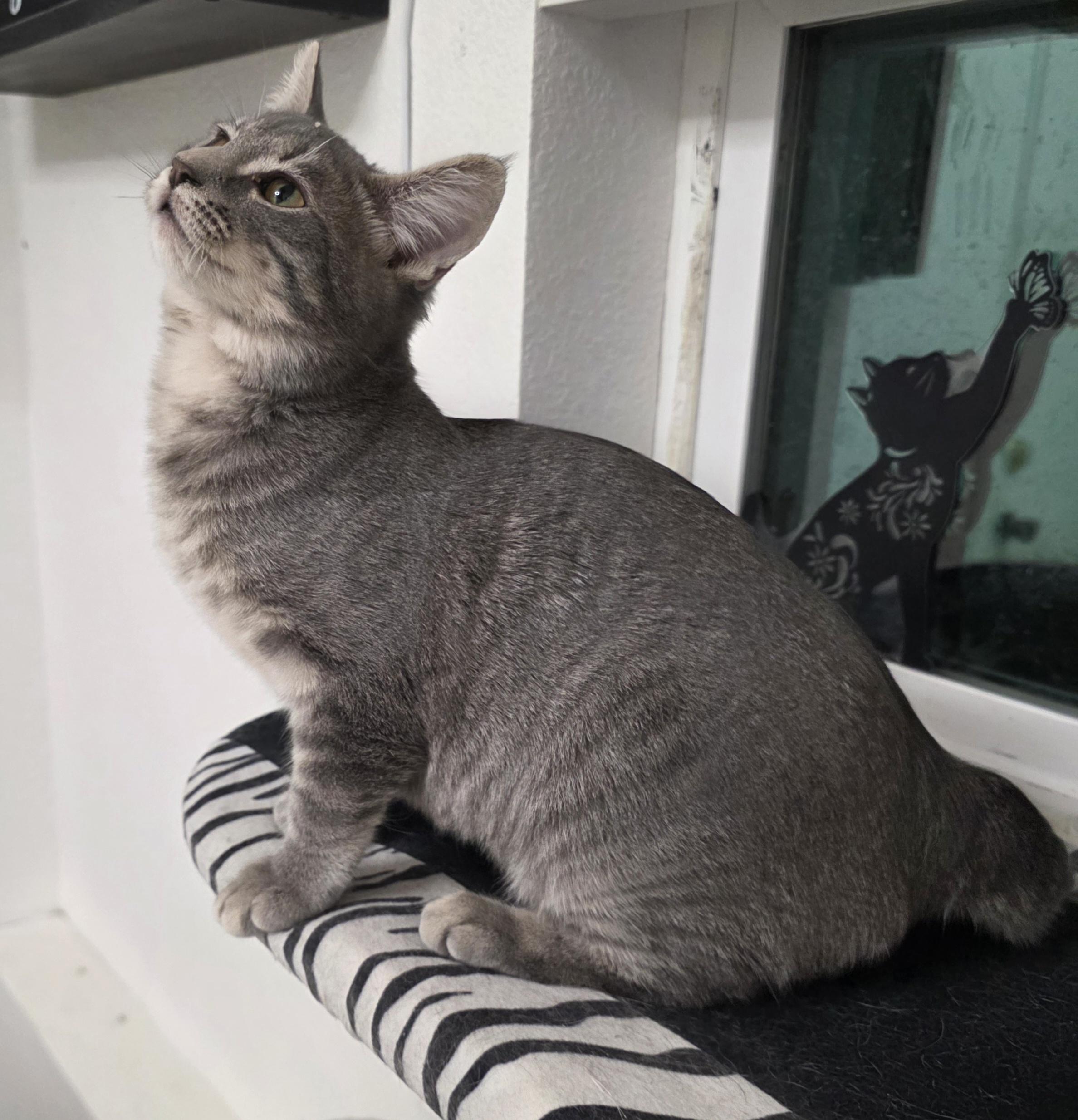 Enlarge Marilyn, a Adoptable Domestic Short Hair in Litchfield Park, AZ image 4/6
