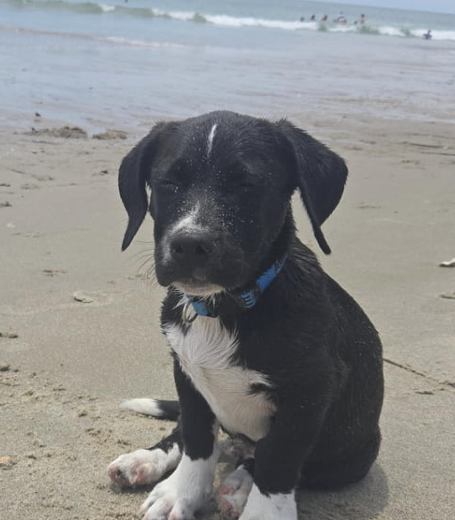 Frank, adopted, Young Male Hound.