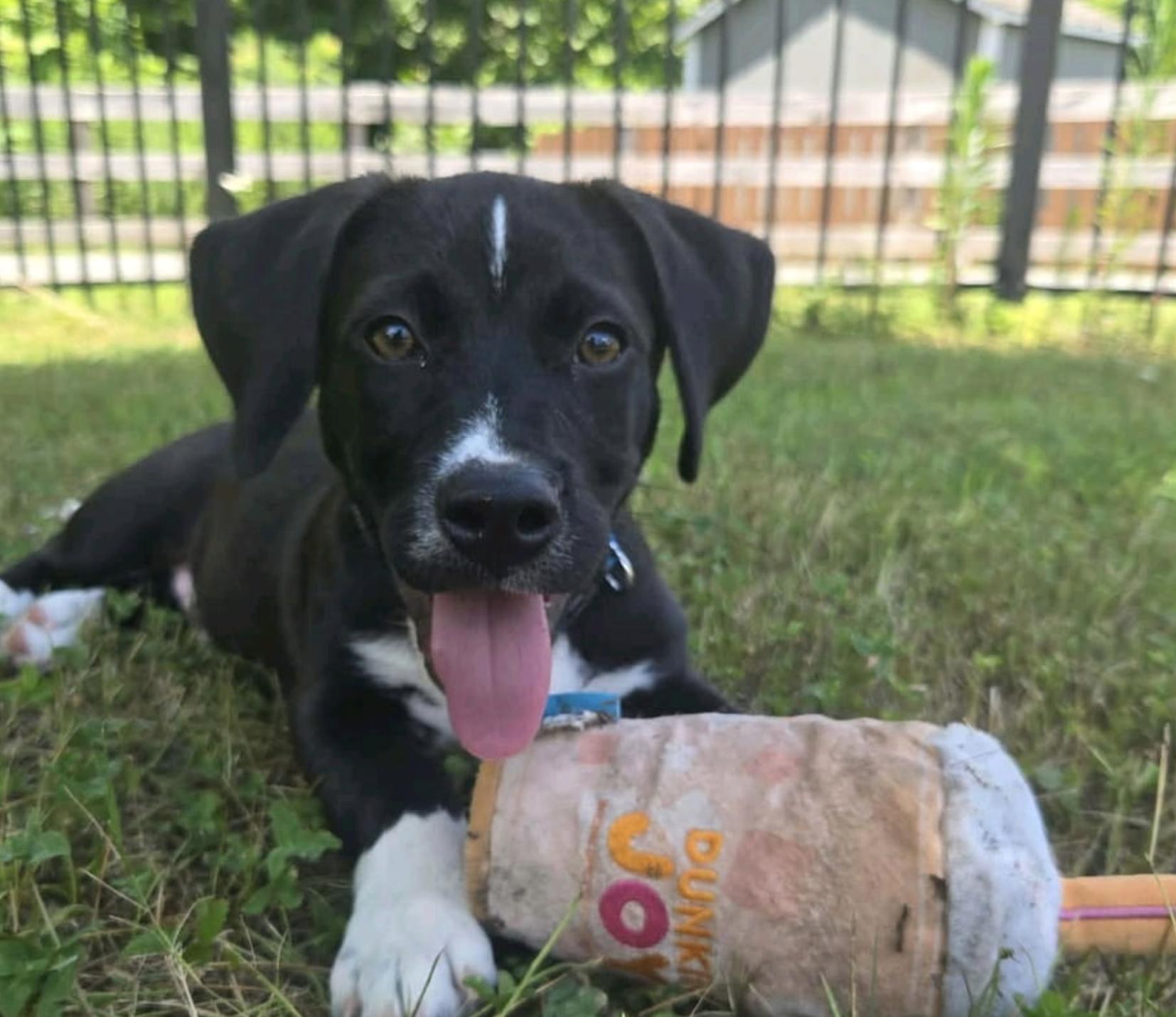 Enlarge Frank, an adopted mixed breed in MOORESVILLE, NC image 3/5