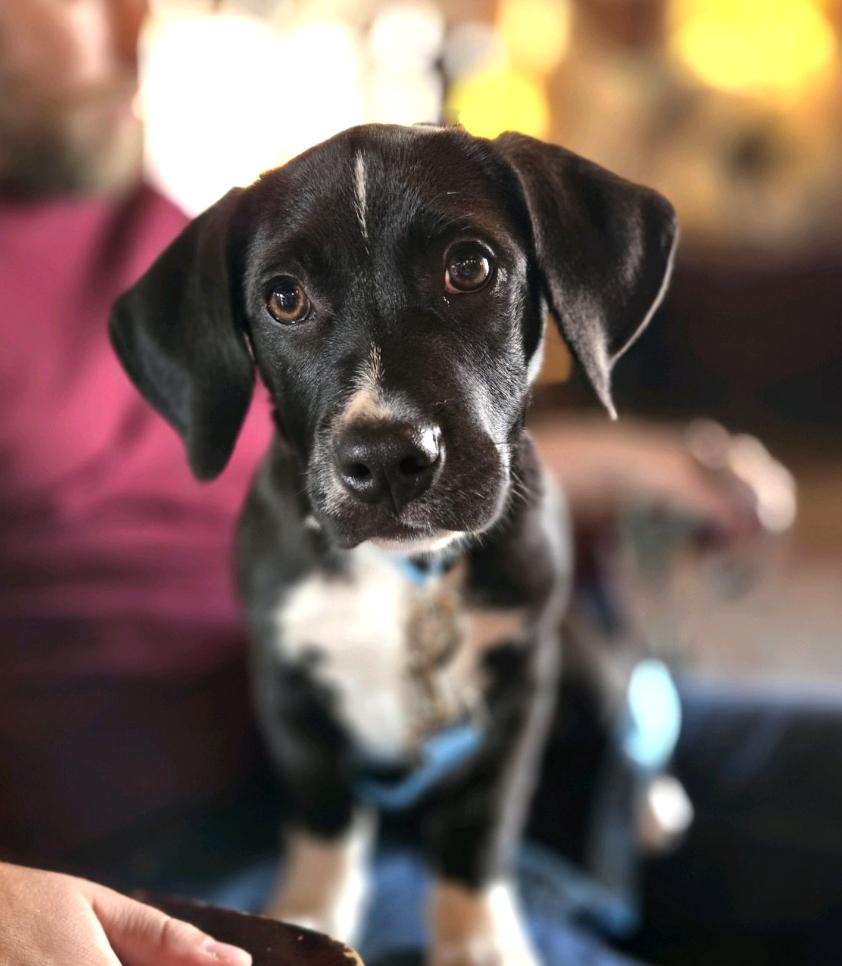Enlarge Frank, an adopted mixed breed in MOORESVILLE, NC image 2/5