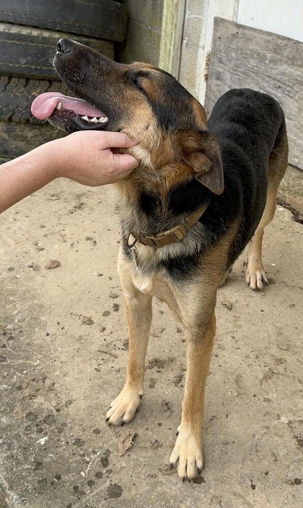 Rocky, Adoptable, Adult Male German Shepherd Dog.