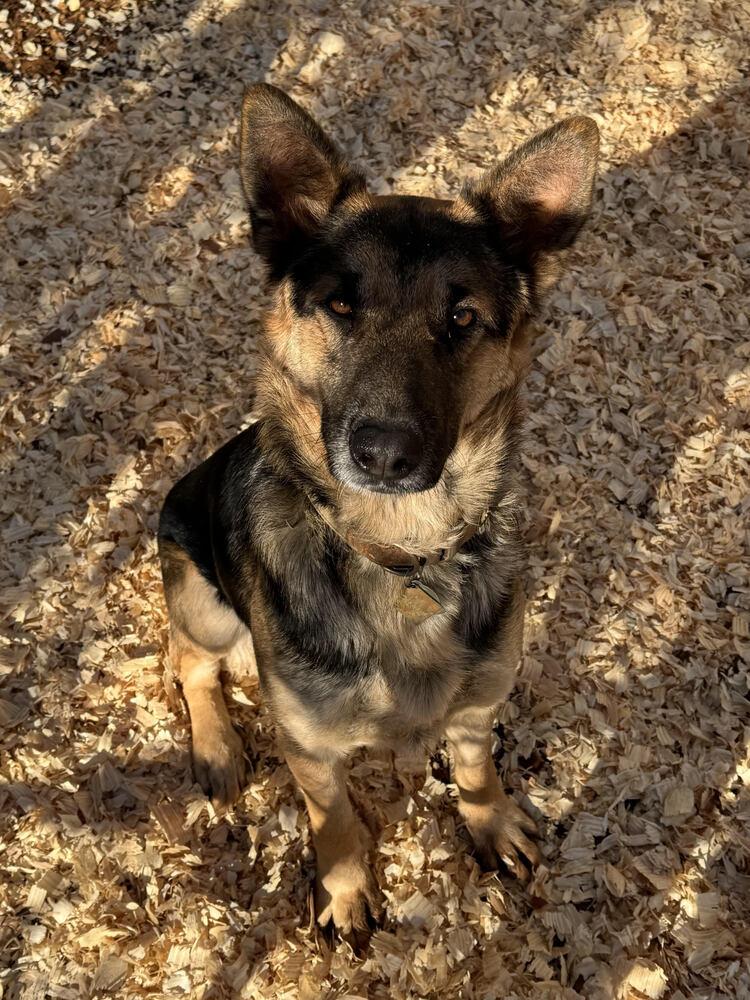 Enlarge Rocky, a Adoptable German Shepherd Dog in Chattanooga, TN image 3/3