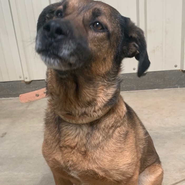 Bruno , a Adoptable mixed breed in Mojave, CA image 1/12