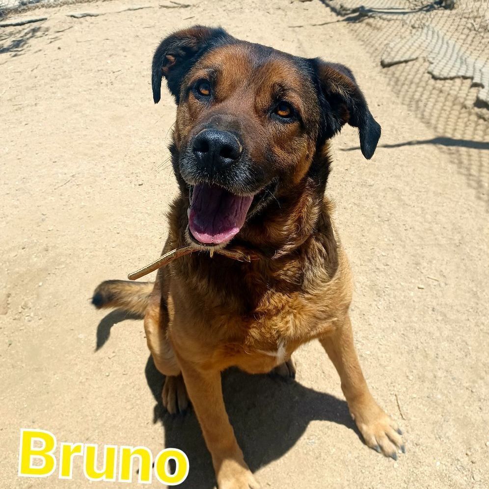 Bruno , a Adoptable mixed breed in Mojave, CA image 2/12