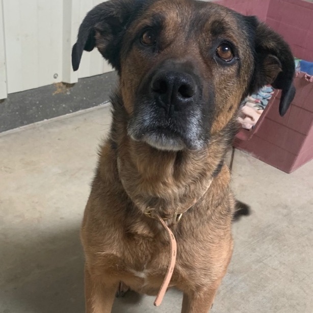 Bruno , a Adoptable mixed breed in Mojave, CA image 3/12