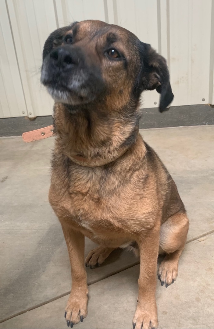 Bruno , a Adoptable mixed breed in Mojave, CA image 4/12