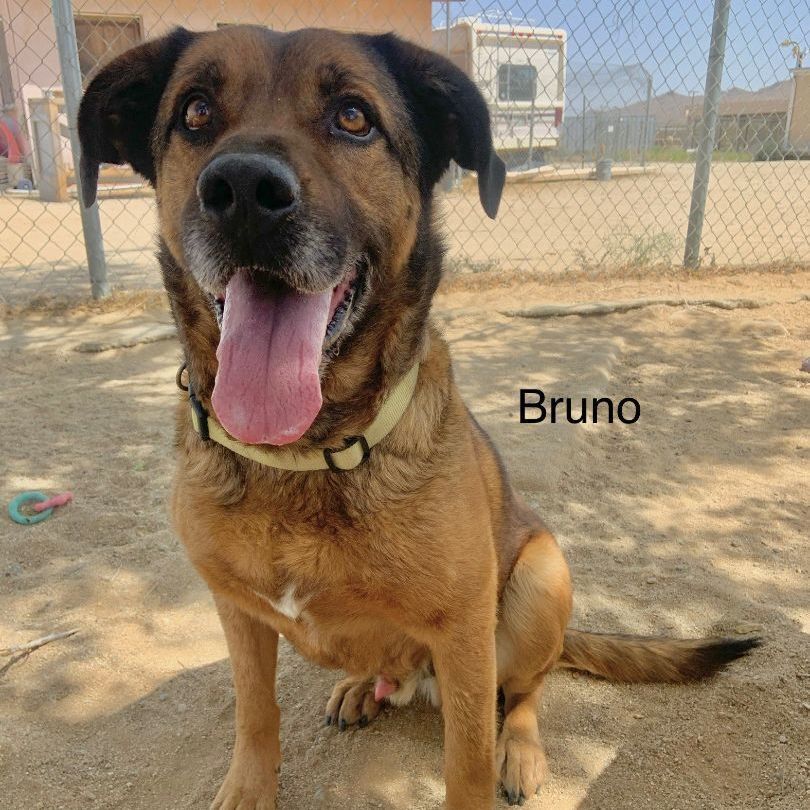 Bruno , a Adoptable mixed breed in Mojave, CA image 5/12