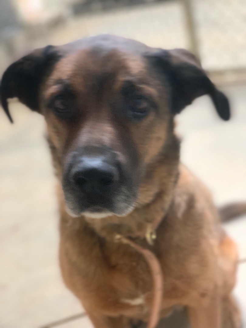 Bruno , a Adoptable mixed breed in Mojave, CA image 6/12