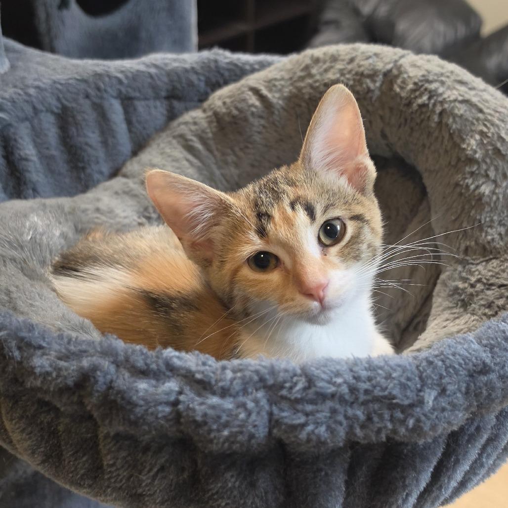 Enlarge Paisley, a Adoptable Domestic Short Hair in Columbus, OH image 1/3