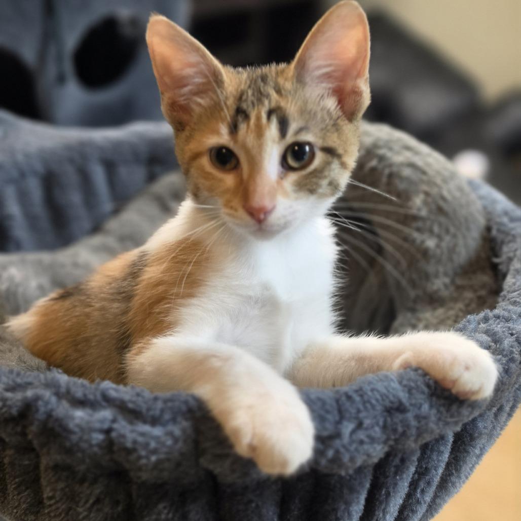 Enlarge Paisley, a Adoptable Domestic Short Hair in Columbus, OH image 2/3