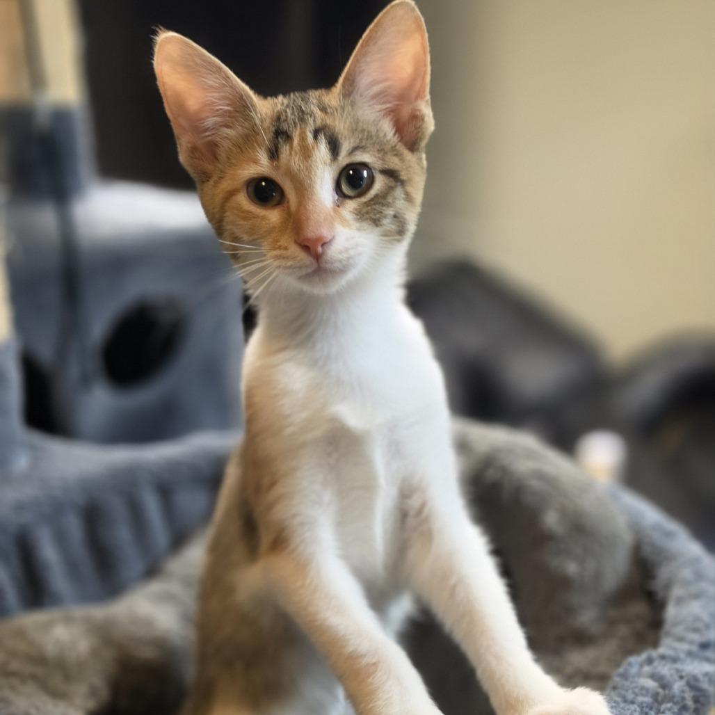 Enlarge Paisley, a Adoptable Domestic Short Hair in Columbus, OH image 3/3
