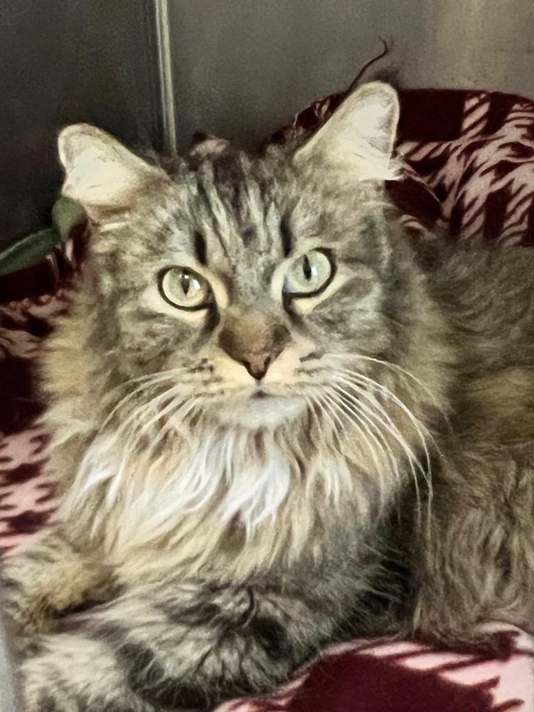 Fina, Adoptable, Young Female Domestic Long Hair.
