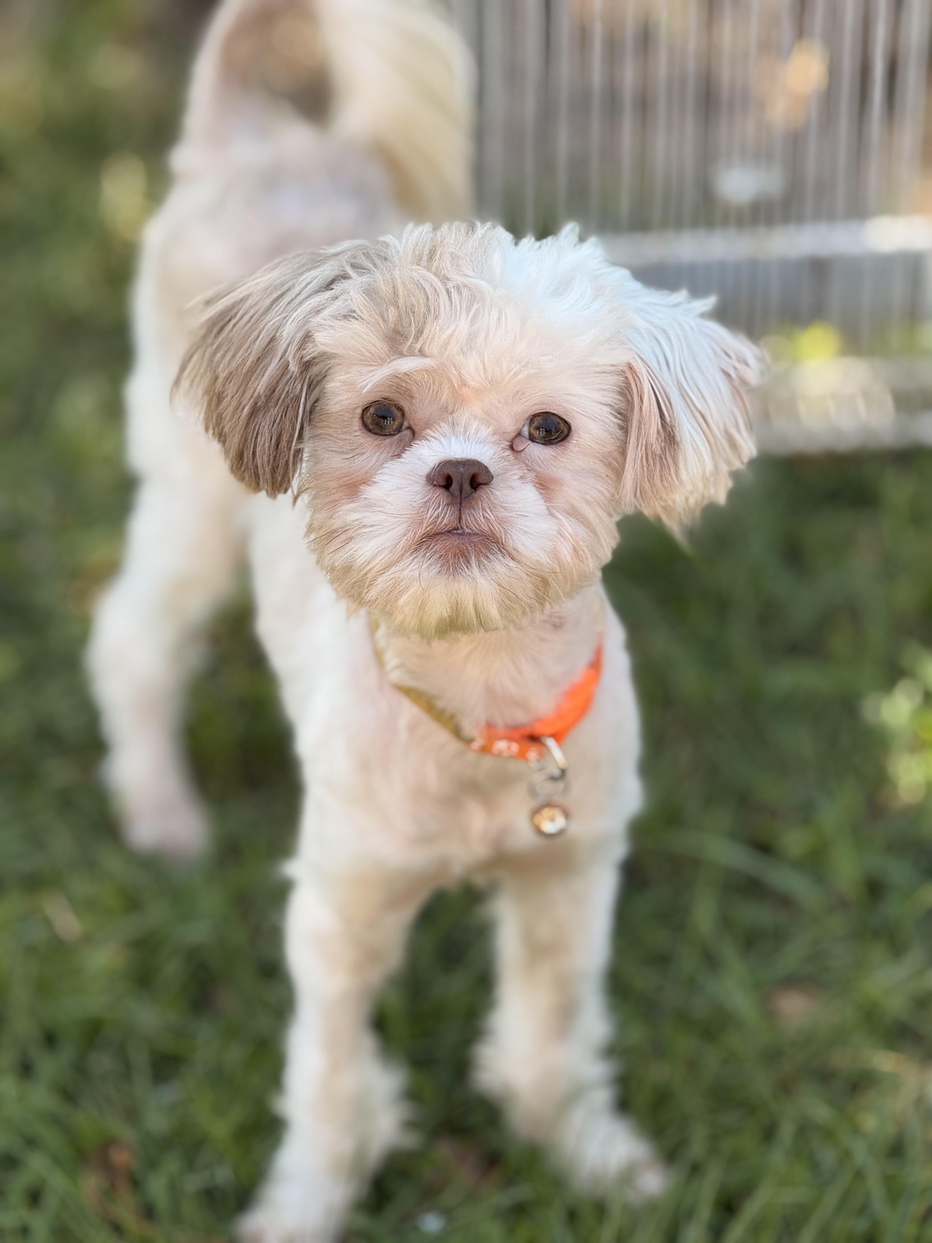 Odyssey, a Adoptable mixed breed in Texarkana, TX image 1/5