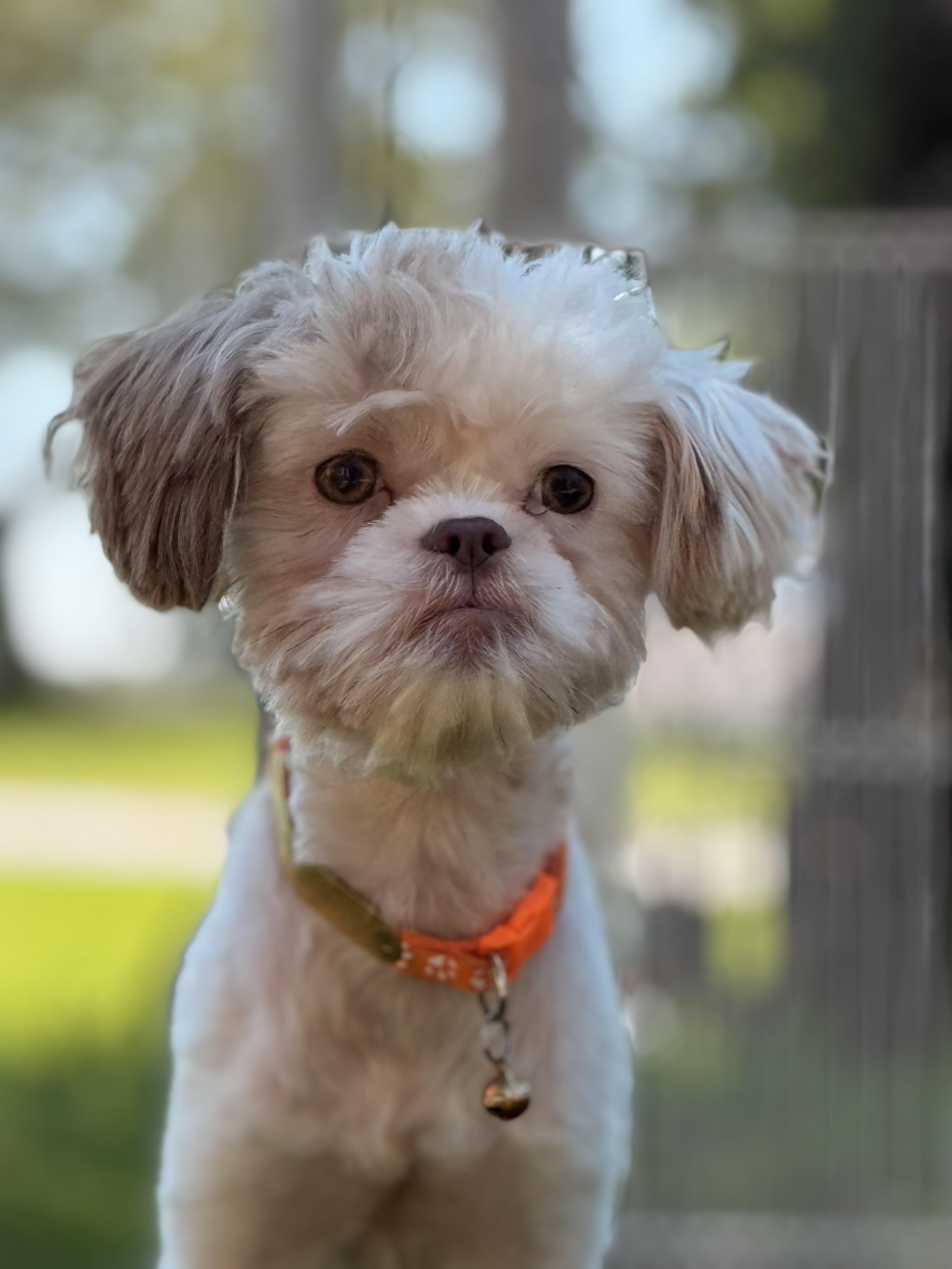 Odyssey, a Adoptable mixed breed in Texarkana, TX image 2/5