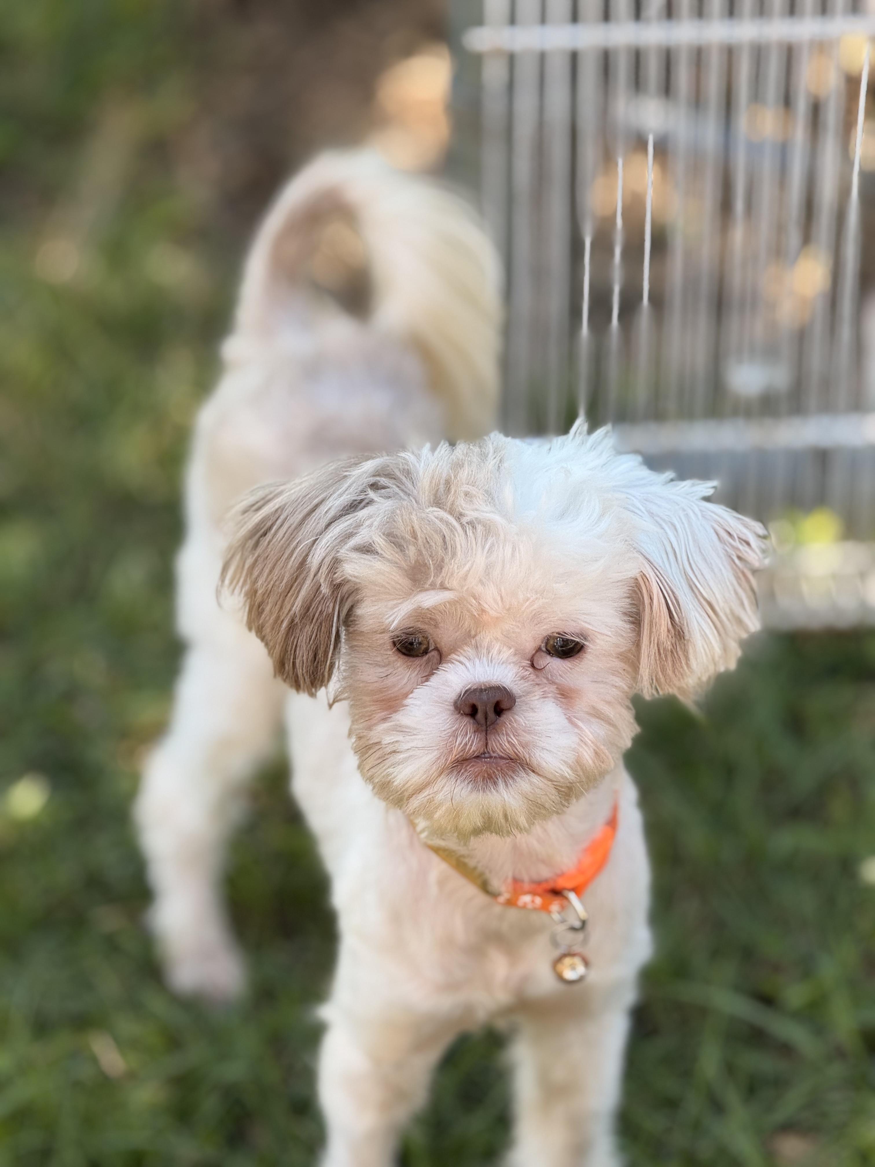 Odyssey, a Adoptable mixed breed in Texarkana, TX image 3/5