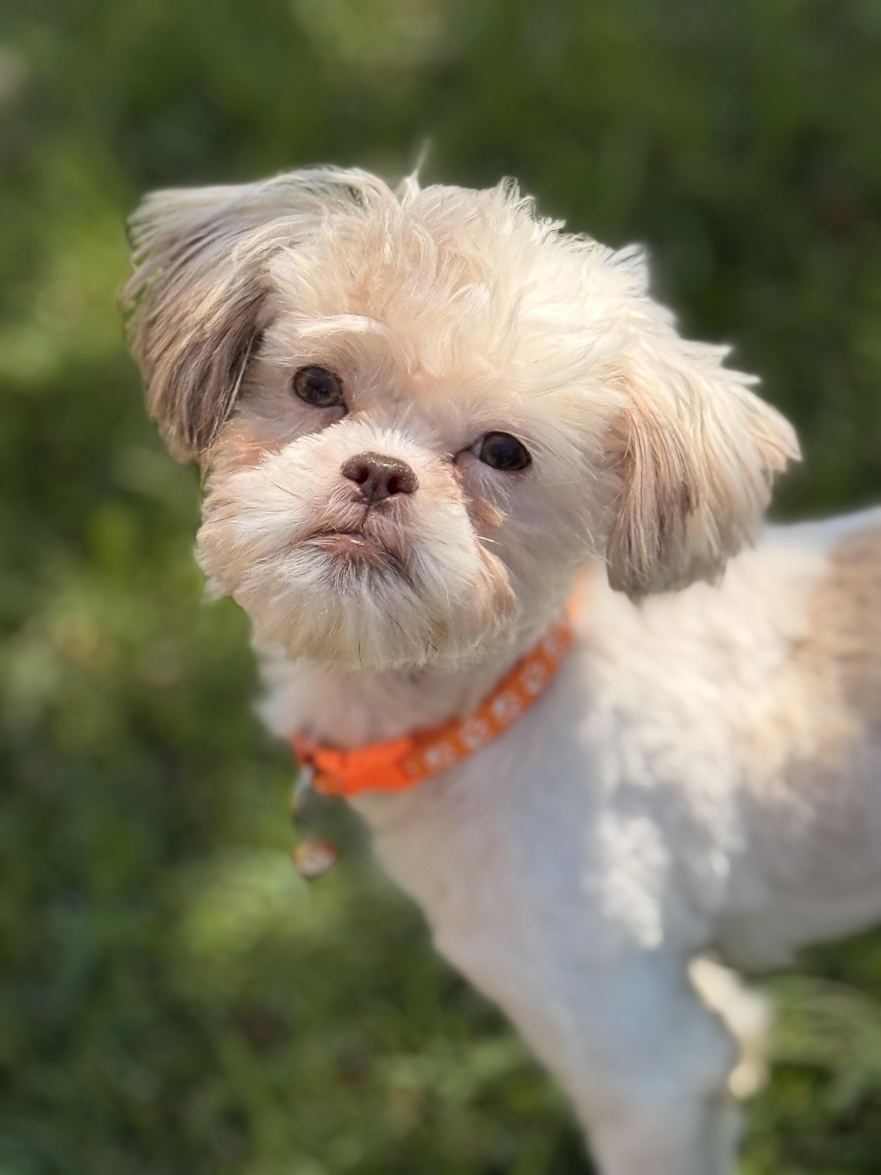 Odyssey, a Adoptable mixed breed in Texarkana, TX image 4/5