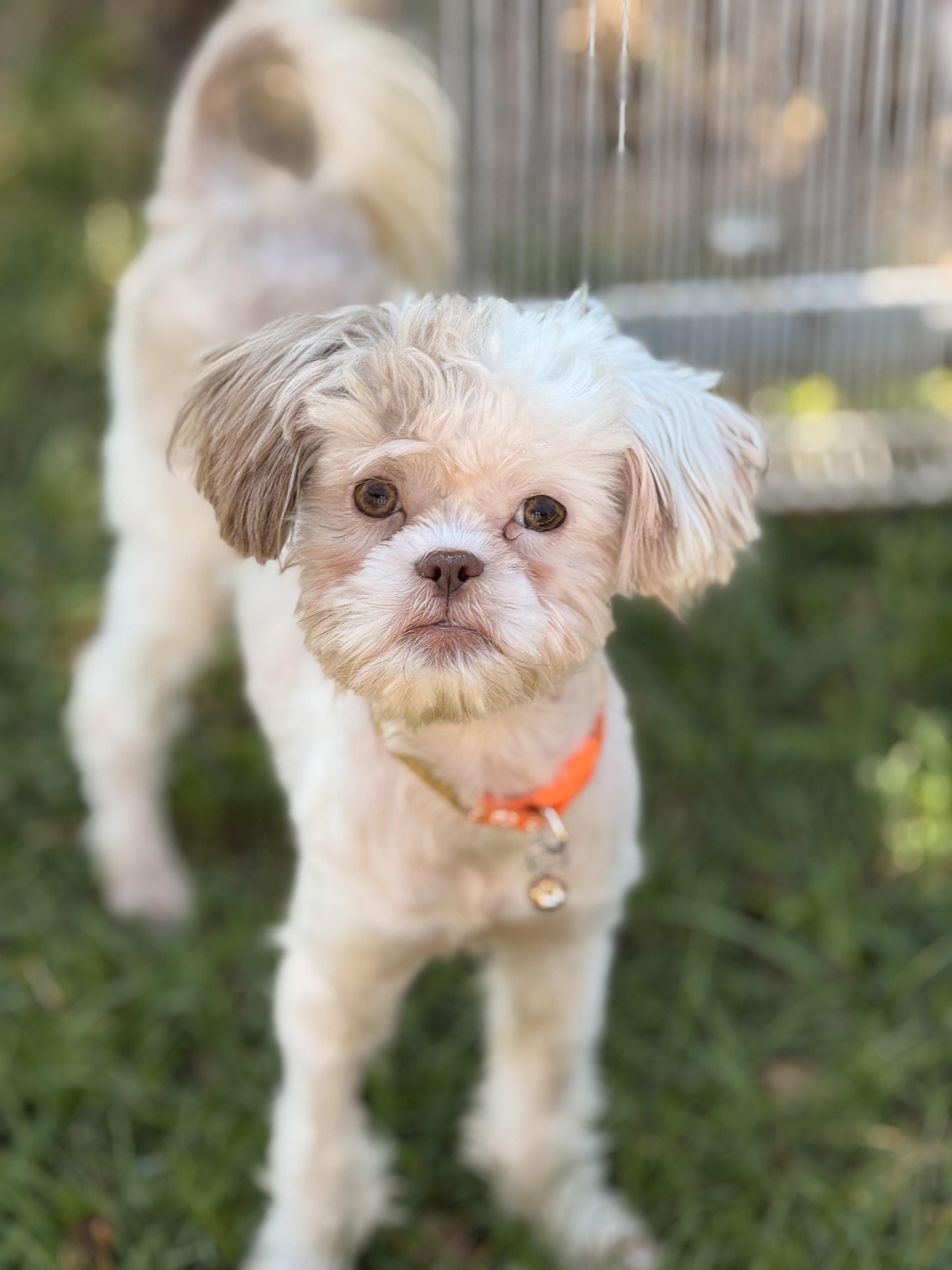 Odyssey, a Adoptable mixed breed in Texarkana, TX image 5/5