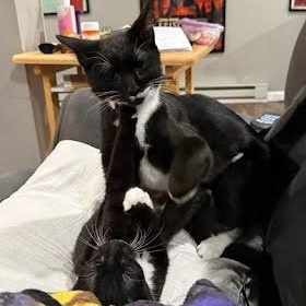 Giorgio, Adoptable, Young Male Domestic Short Hair.