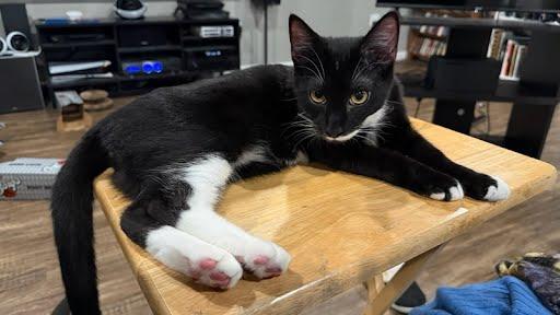 Enlarge Giorgio, a Adoptable Domestic Short Hair in Oswego, NY image 4/4