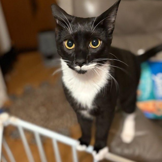 Giorgio, Adoptable, Young Male Domestic Short Hair.