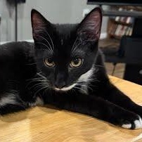 Enlarge Giorgio, a Adoptable Domestic Short Hair in Oswego, NY image 2/2