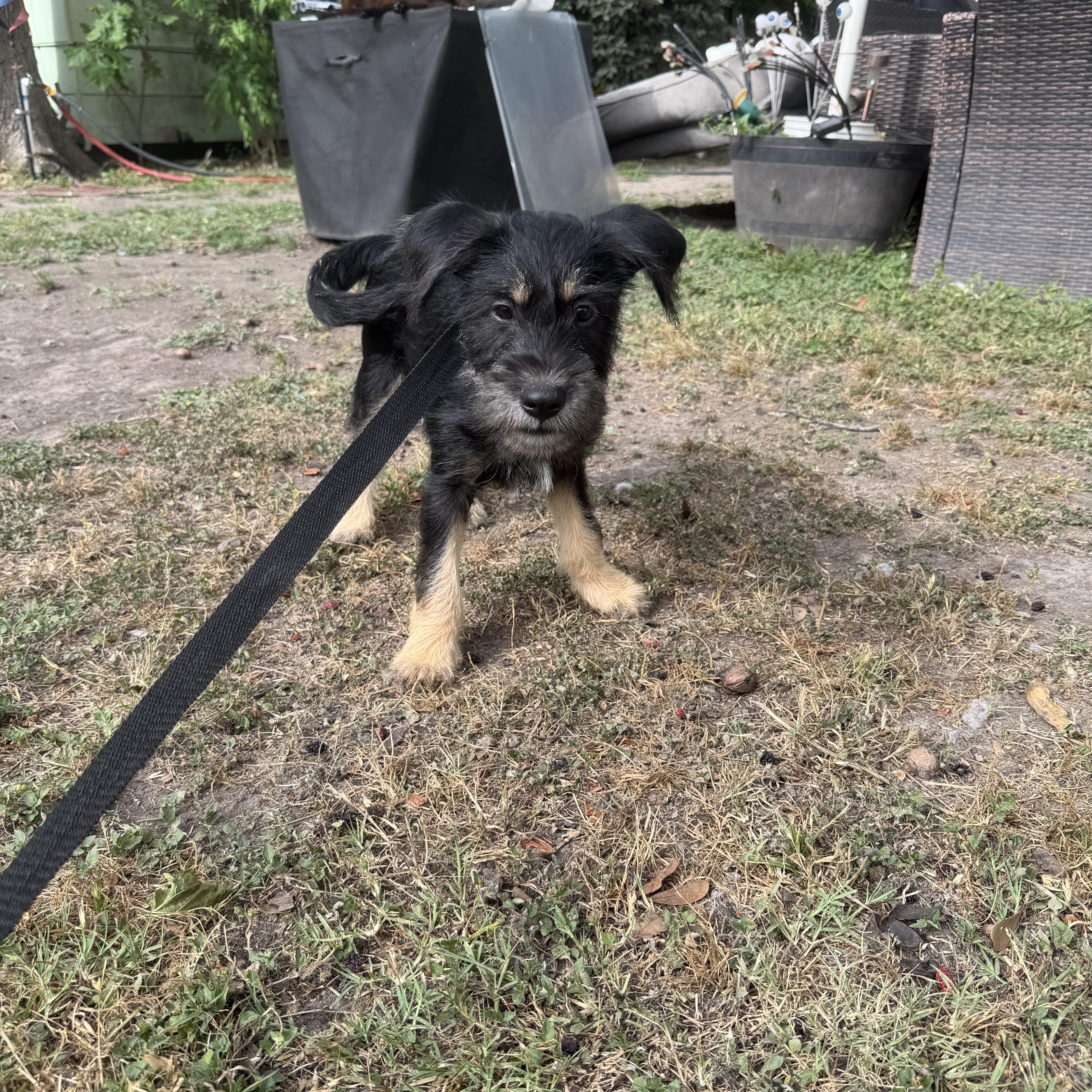 Scout, adopted, Young Male Schnauzer.