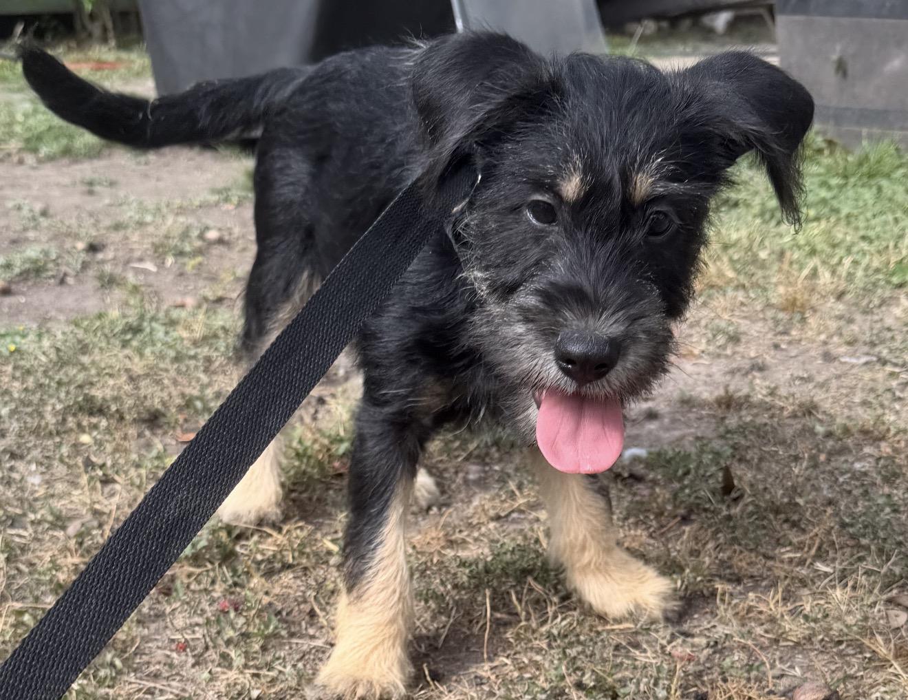 Enlarge Scout, an adopted mixed breed in Warwick, RI image 2/4