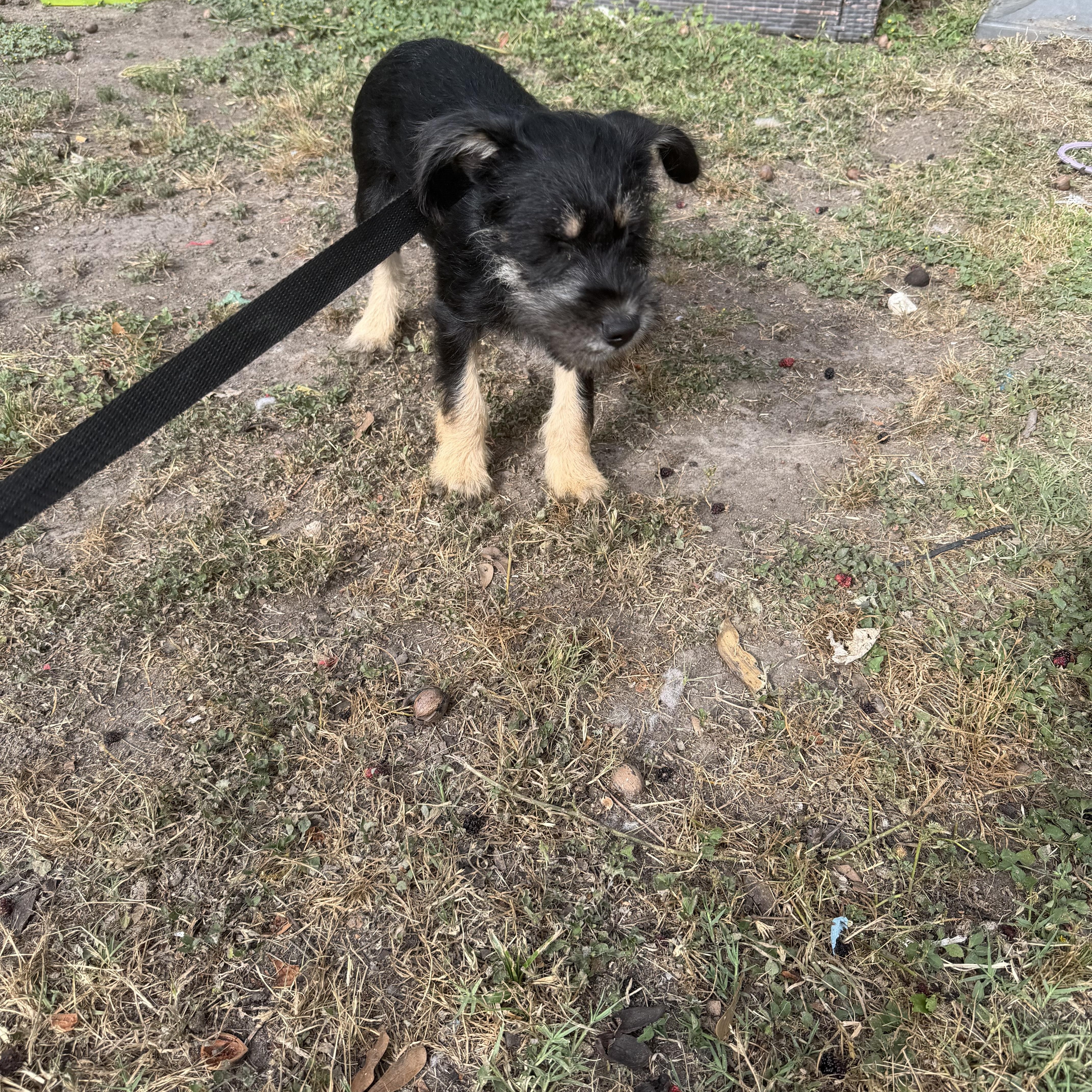 Enlarge Scout, an adopted mixed breed in Warwick, RI image 3/4