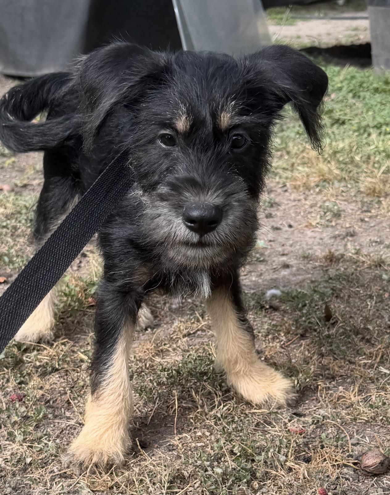 Enlarge Scout, an adopted mixed breed in Warwick, RI image 4/4
