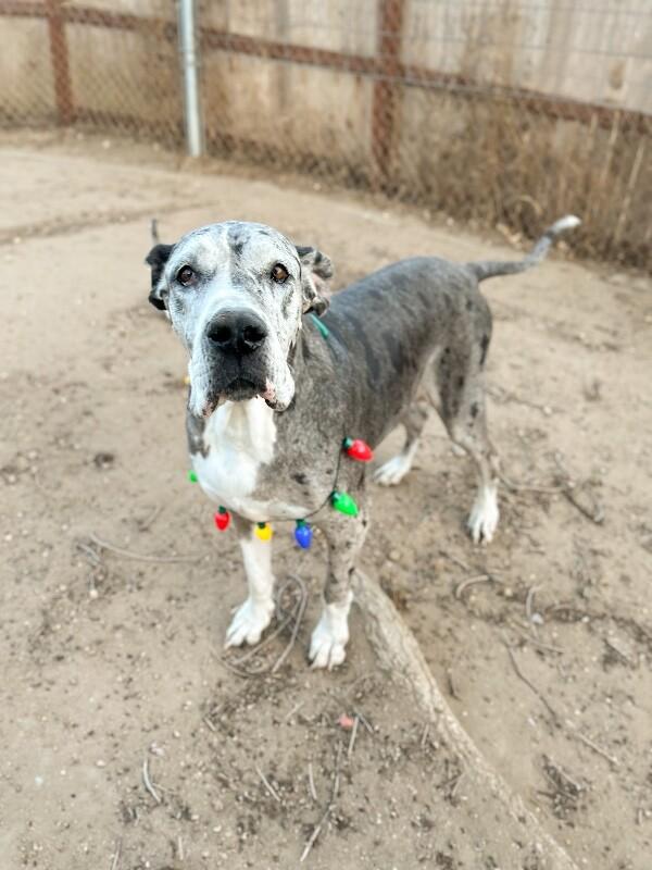 Penelope, Adoptable, Adult Female Great Dane.