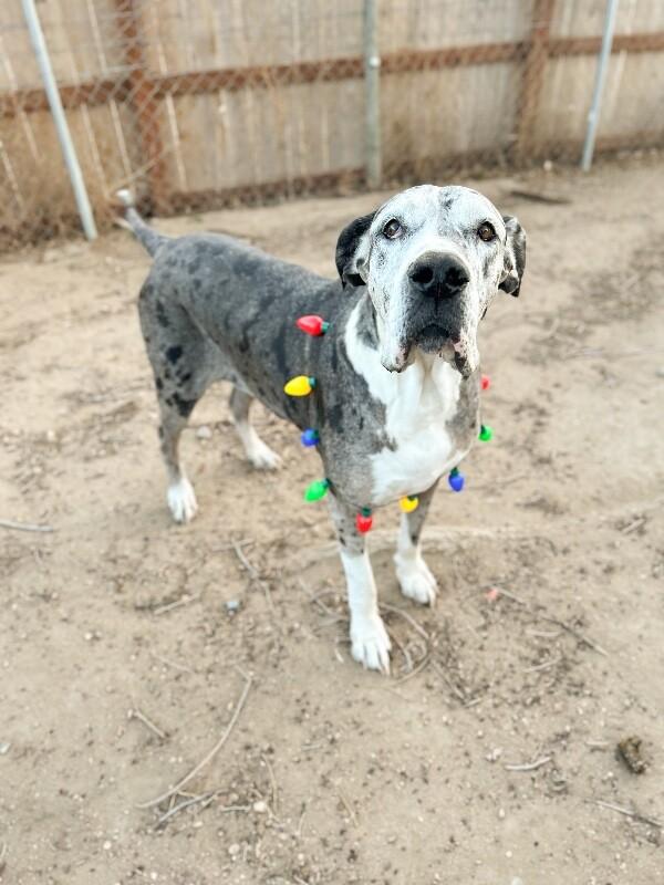 Enlarge Penelope, a Adoptable Great Dane in Windsor, CO image 2/3